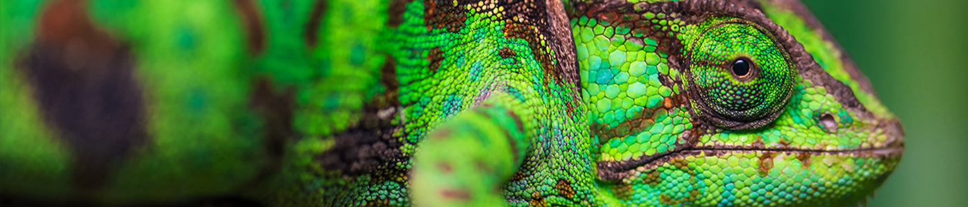 Reptile