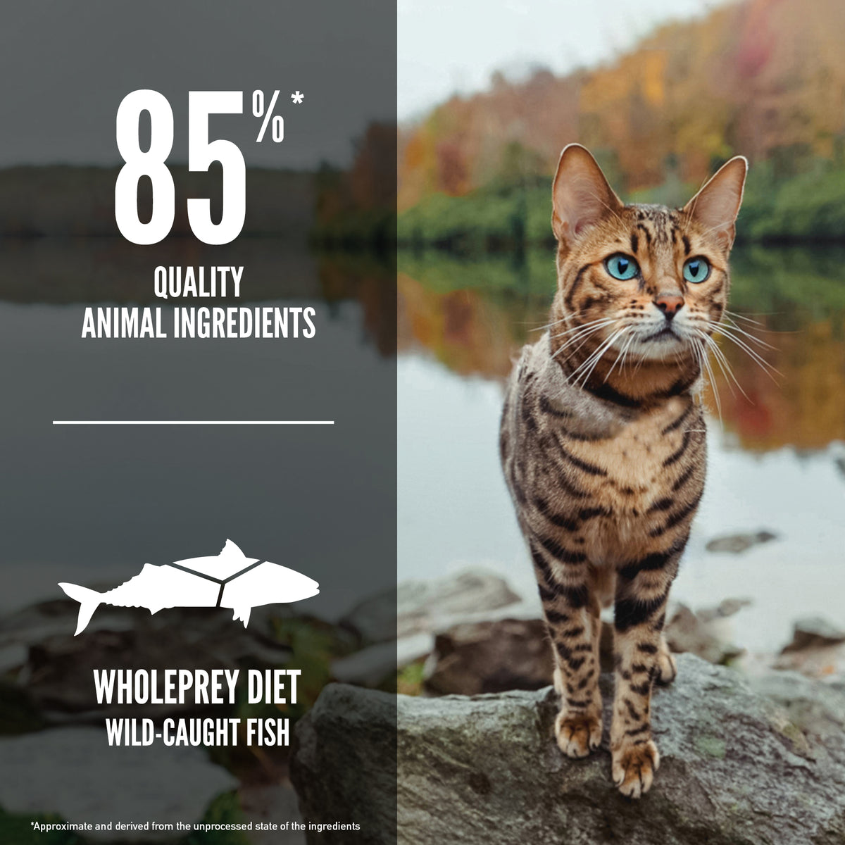 ORIJEN Cat Freeze-Dried Infused Six Fish 1.8kg