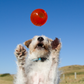 Bionic Ball for Large Dogs (97806) Hagen