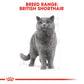 Royal Canin Feline Breed British Shorthair Adult 4kg