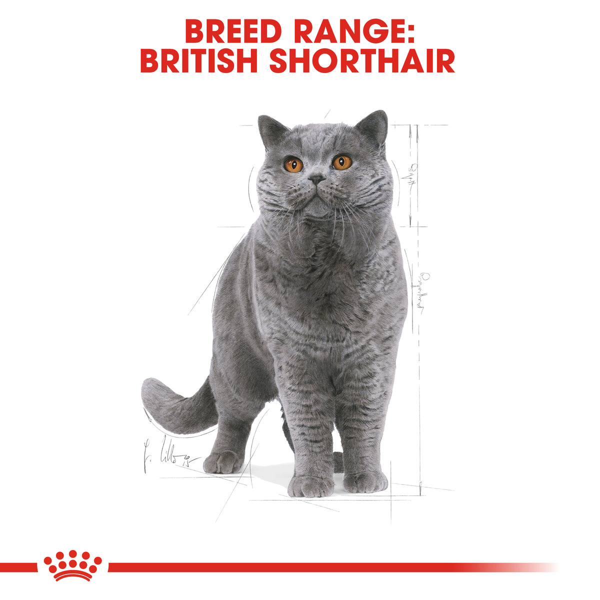 Royal Canin Feline Breed British Shorthair Adult 4kg