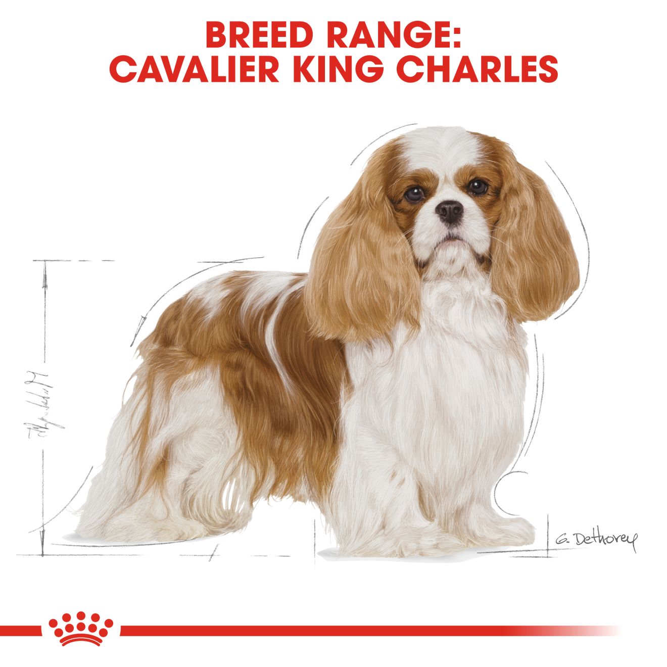 Royal Canin Canine Cavalier King Charles Adult 1.5kg
