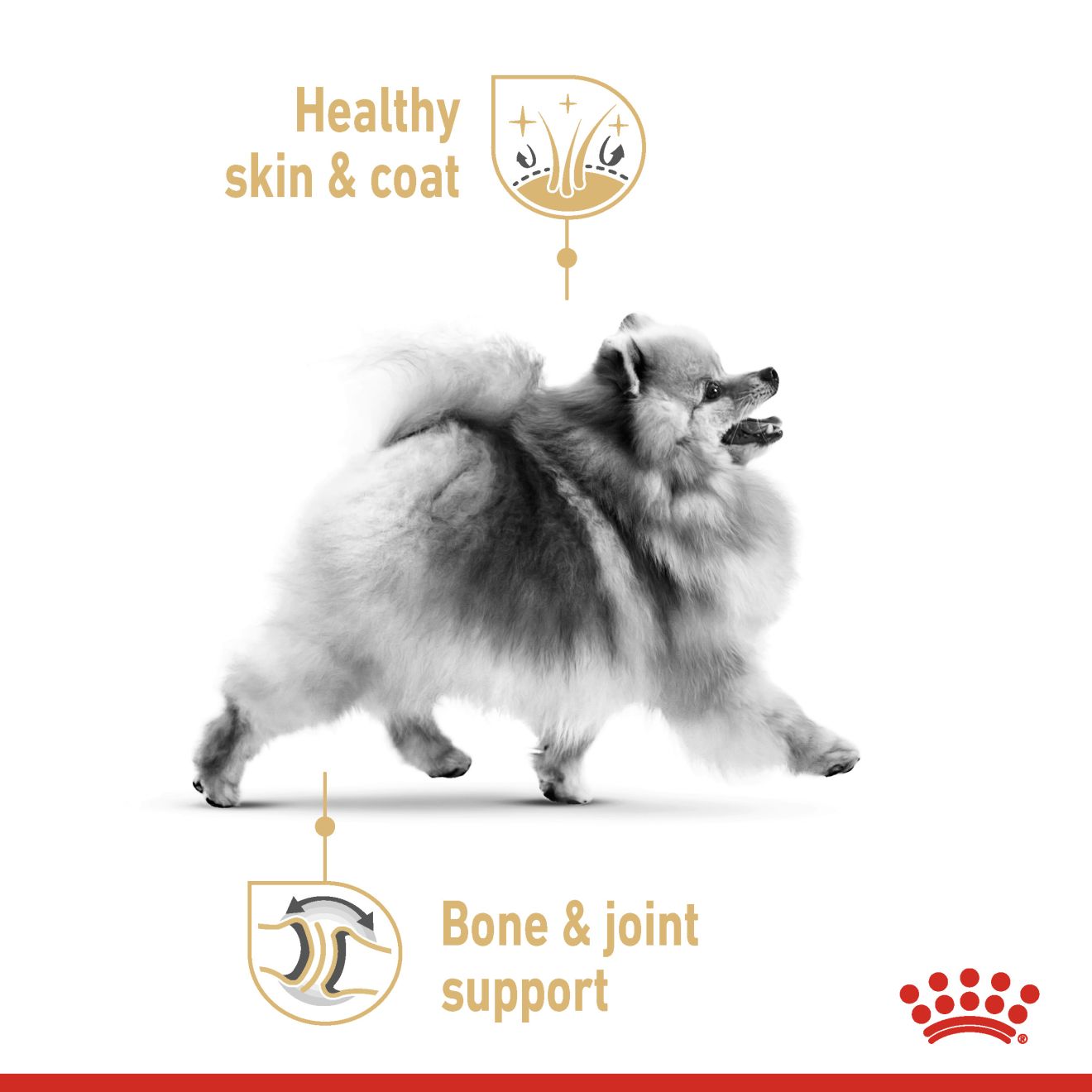 Royal Canin Canine Breed Pomeranian Adult 1.5kg