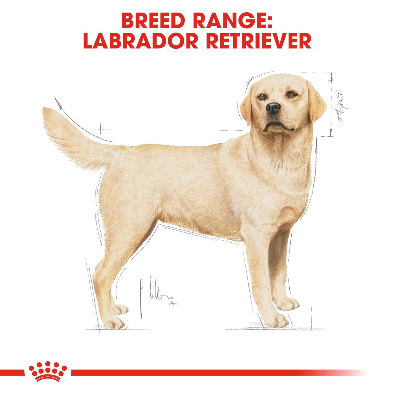 Royal Canin Canine Breed Labrador Retriever Adult 12kg