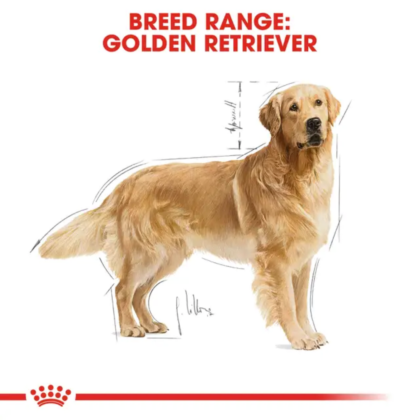 Royal Canin Canine Breed Golden Retriever Adult 12kg