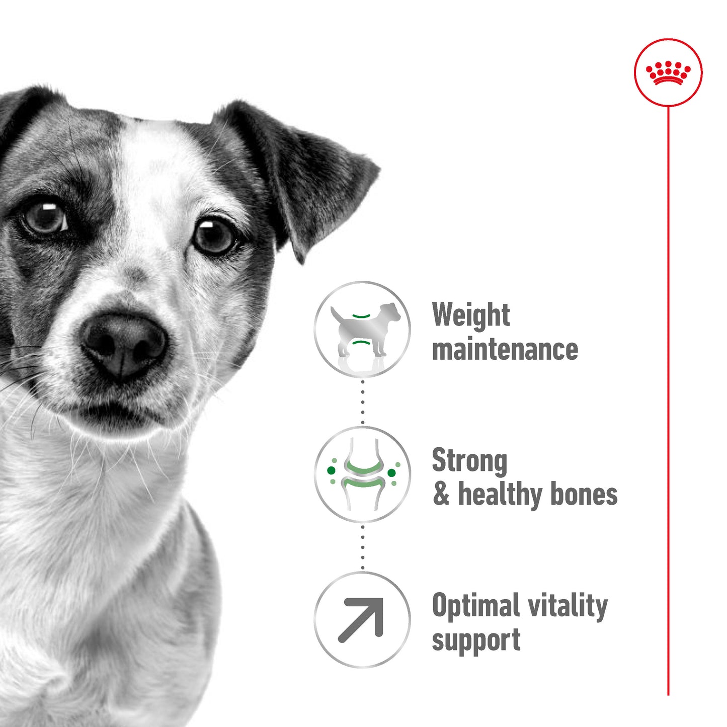 Royal Canin Canine Mini Ageing 8+ 2kg