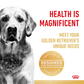 Royal Canin Canine Breed Golden Retriever Adult 12kg