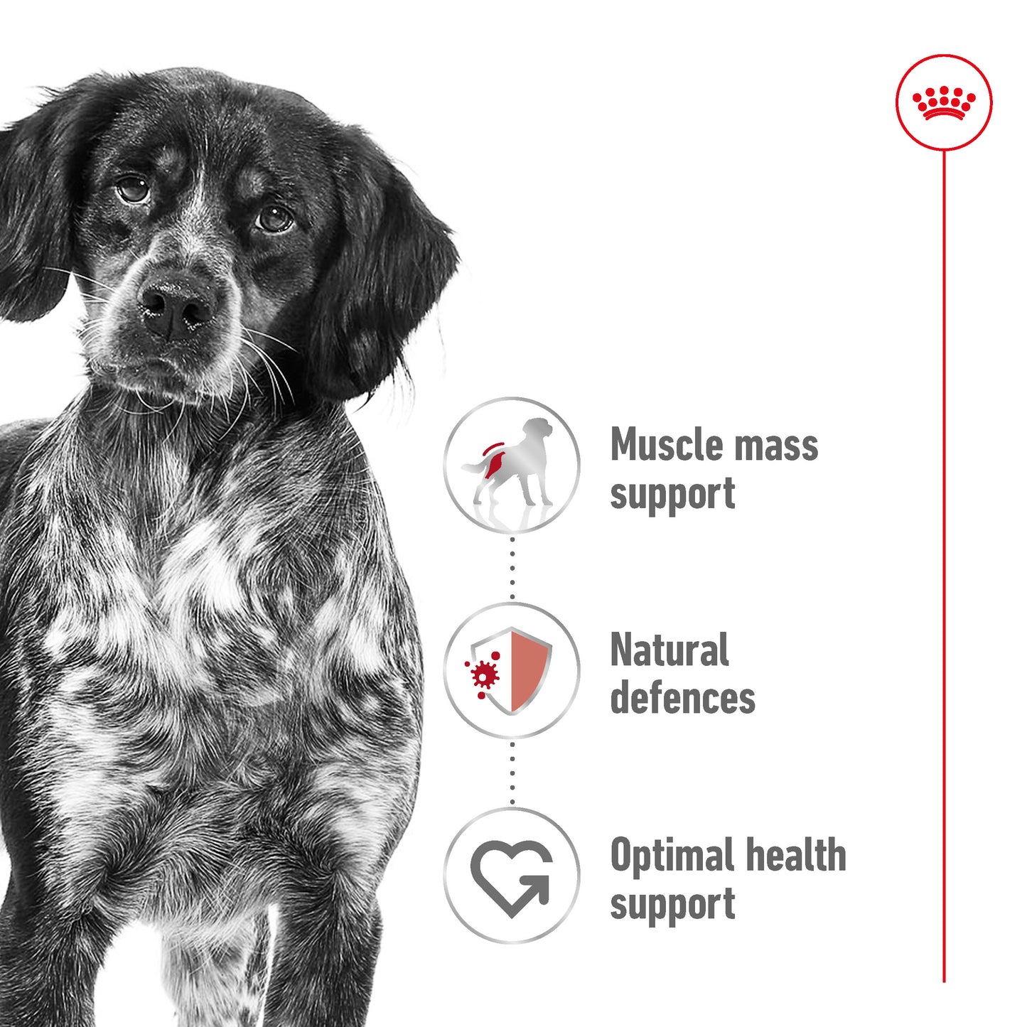Royal Canin Canine Medium Adult 10kg