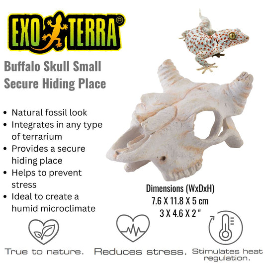 Exo Terra Buffalo Skull Small (PT2925)