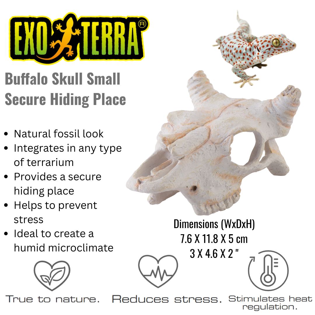 Exo Terra Buffalo Skull Small (PT2925)