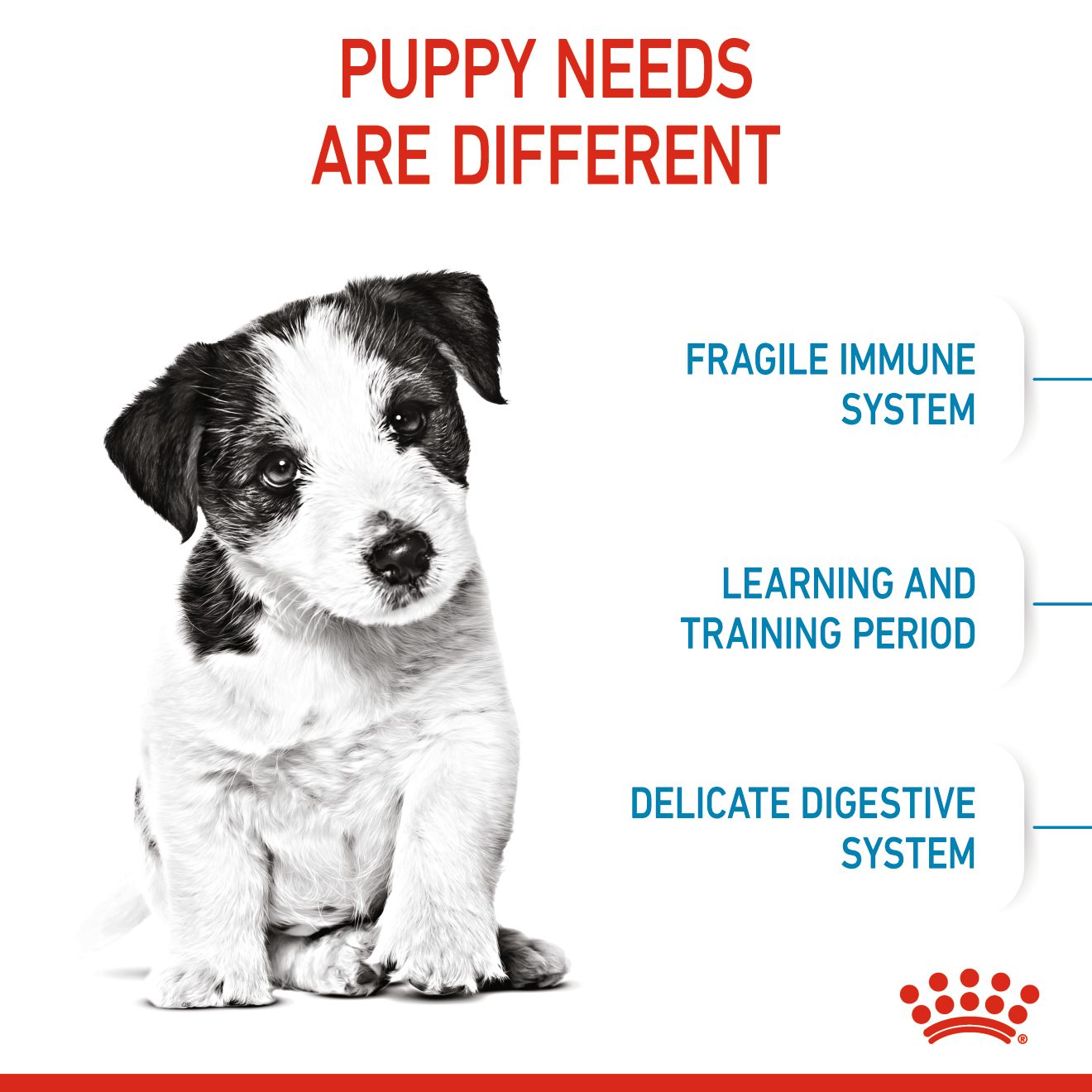 Royal Canin Mini Puppy 3rd Stage 2kg