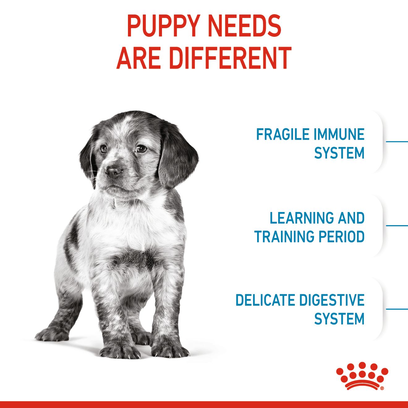 Royal Canin Canine Medium Puppy 4kg