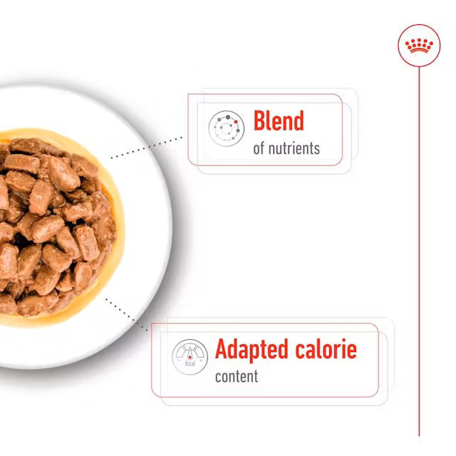 Royal Canin Mini Ageing Pouch 85g x 12