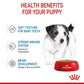Royal Canin Mini Puppy Pouch 85g x 12