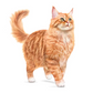 Royal Canin Feline Ageing Sterilised 11+ 2kg