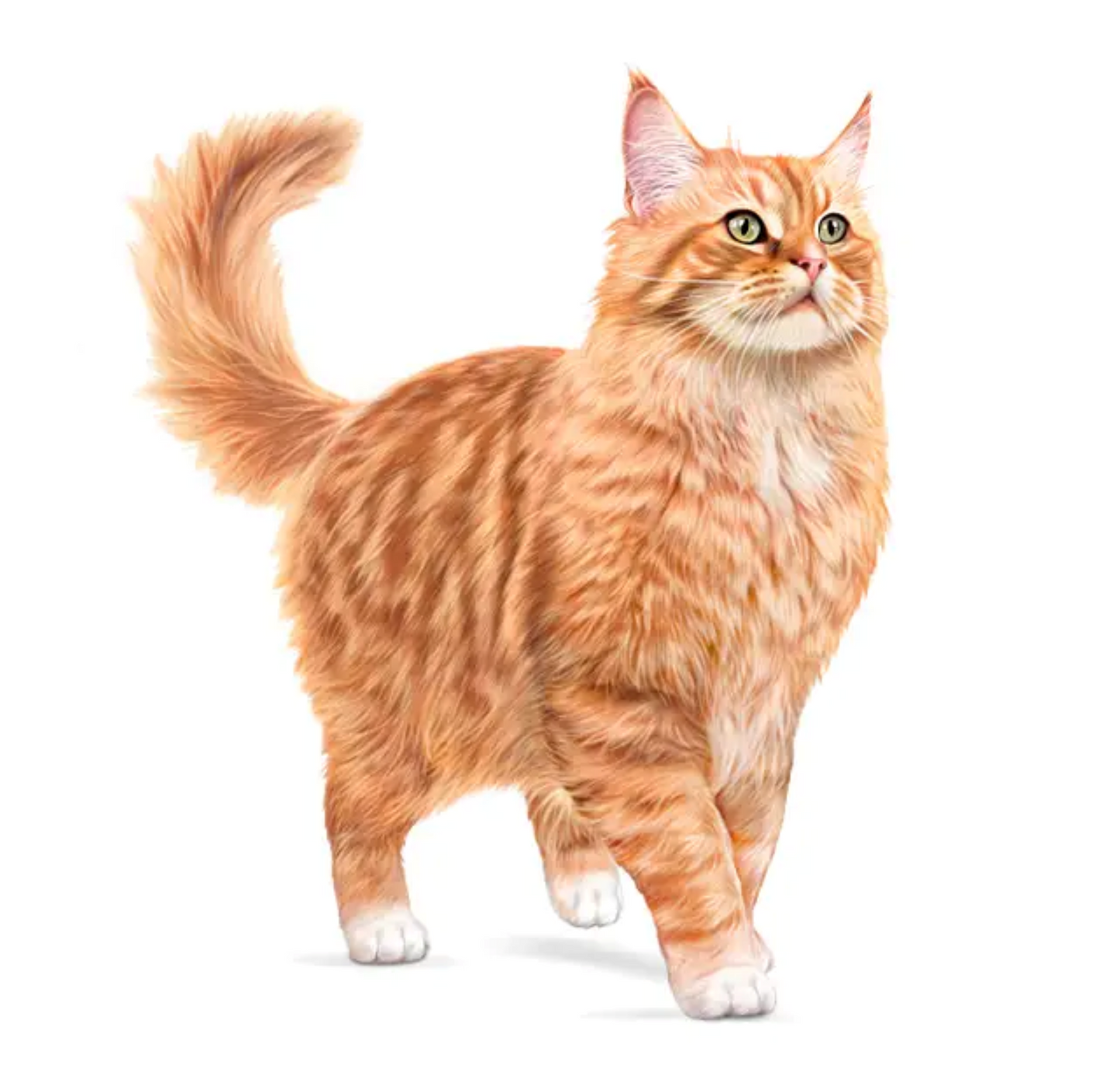 Royal Canin Feline Ageing Sterilised 11+ 2kg