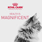 Royal Canin Feline Breed Maine Coon Adult 4kg